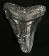 Bargain Megalodon Tooth - Venice, FL #5404-1